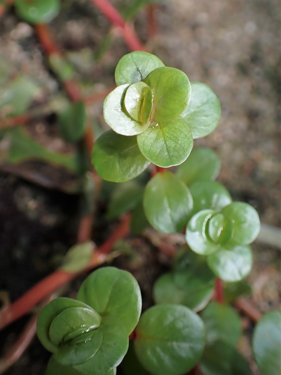 Rotala Rotundifolia — photograph (Wikimedia Commons; see site attributions)